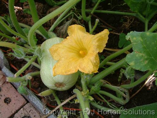 Pumpkin Butternut 